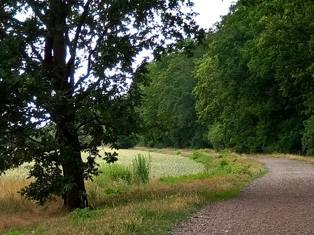 Baum an einem Feldweg nach St Gordian
